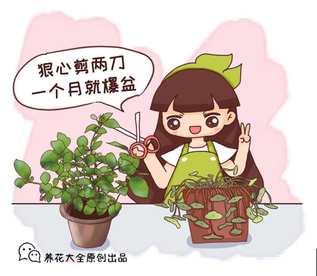 这花叶子圆溜溜，别看长得小巧，还能净化空气