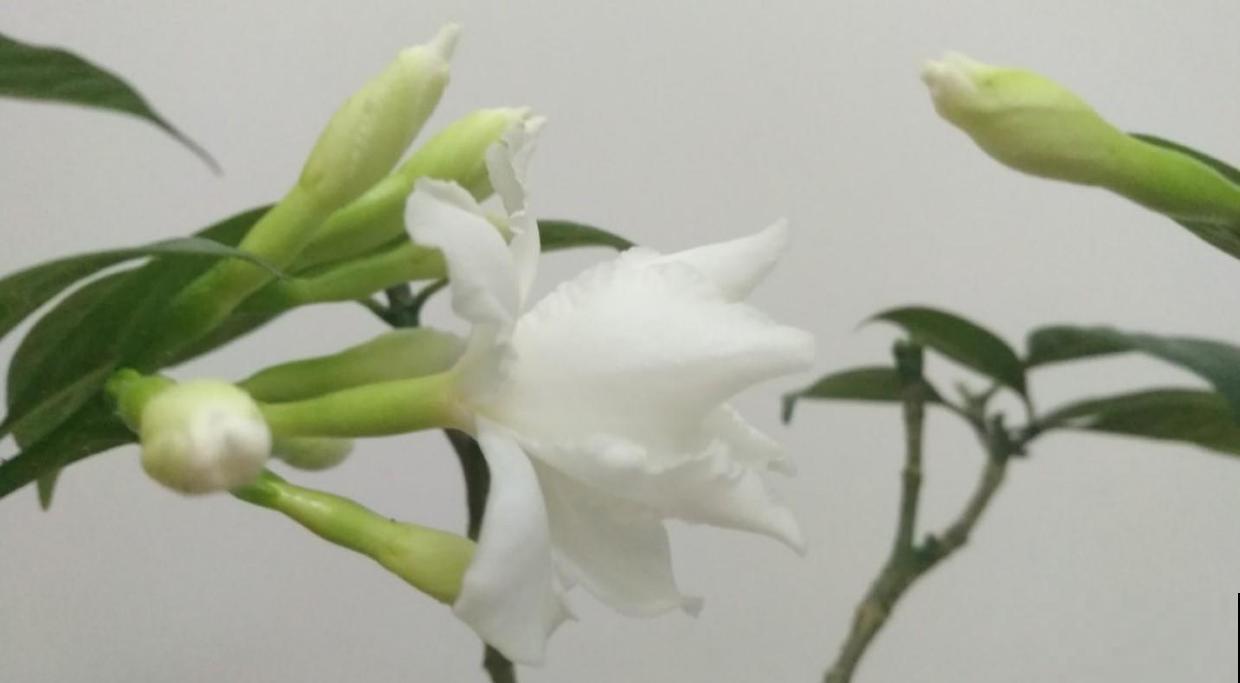 买栀子花看清楚，小心是狗牙花，不过这花值得养！