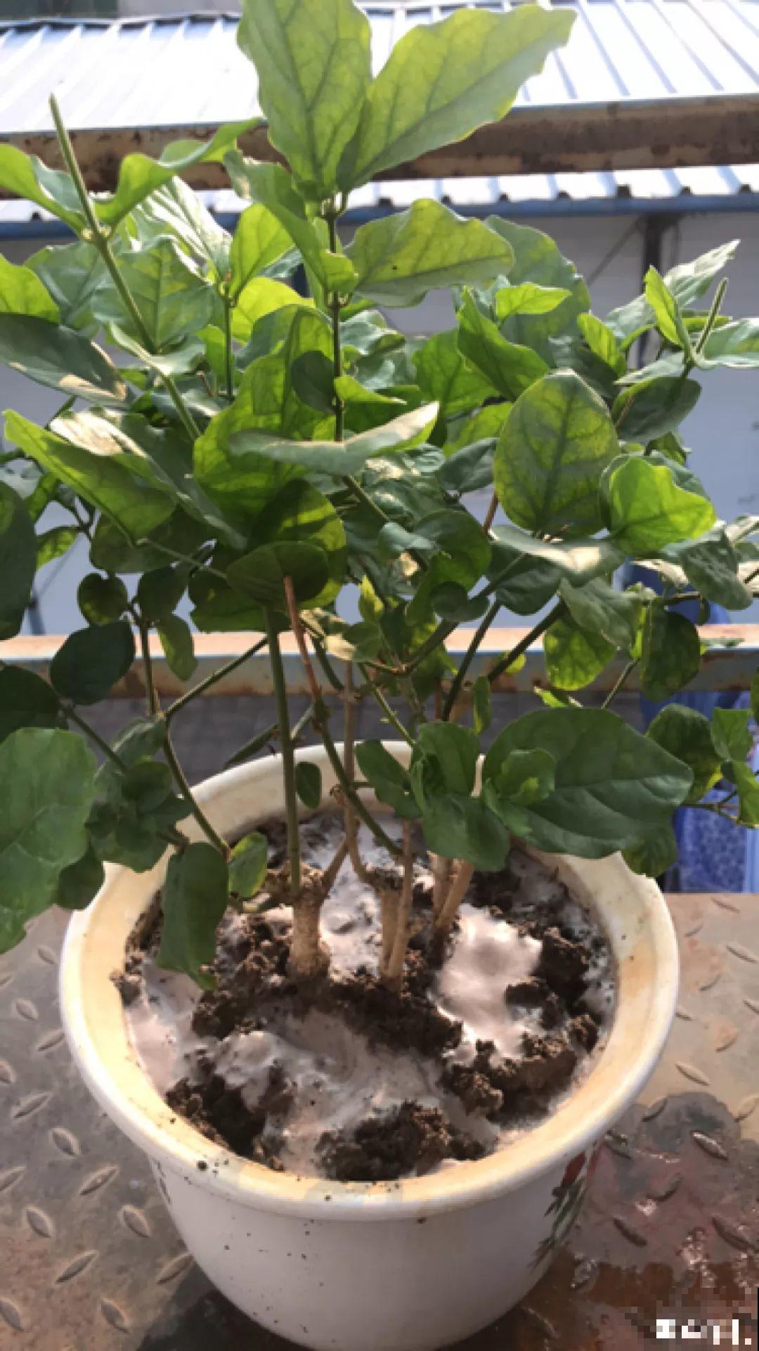 家里养茉莉，现在修剪施肥，就别指望安稳过冬了！