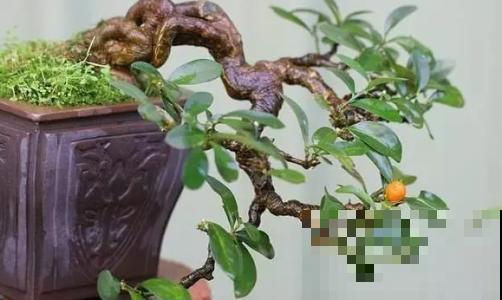 她家养一盆金豆，黄灿灿挂满枝头好吉祥，邻居看了眼馋要命！