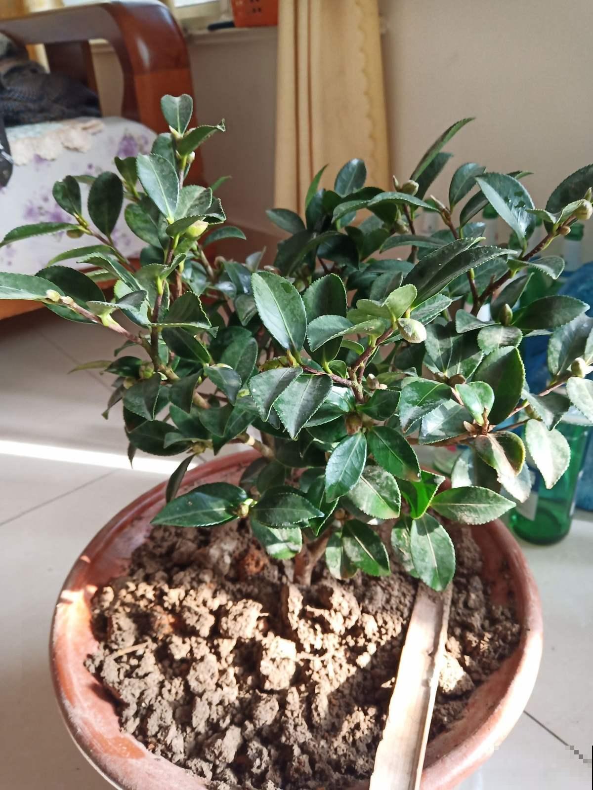 想在秋冬也能天天赏花，种棵茶梅就行了，能一直开4个多月！