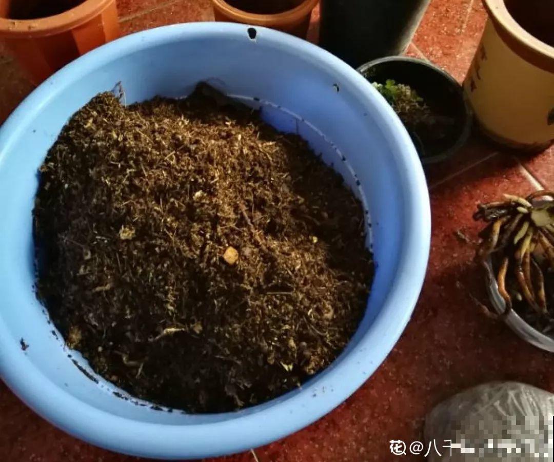 花盆里出现这东西，预示着好换盆了，不然一浇水就烂根！