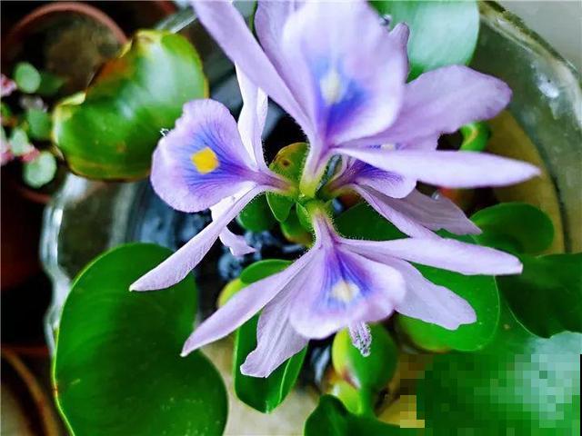 这花是个大“祸害”，20元一棵还有人买，啥时候洗白的？