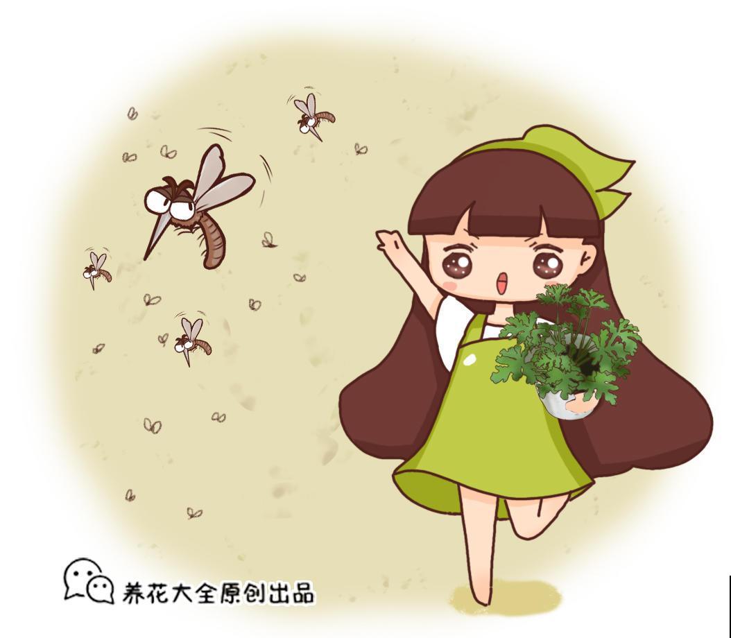 秋天苍蝇蚊子猖狂，放4种花在家里，苍蝇蚊子掉头就跑