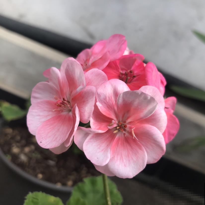 3种花适合在冬天养，天冷照样开花，养在室内太好看了