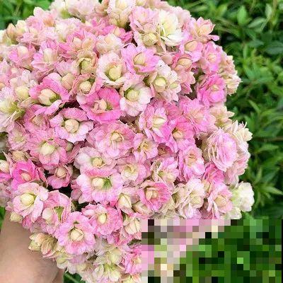 长寿花品种这么多，你只养过一种，亏不亏？
