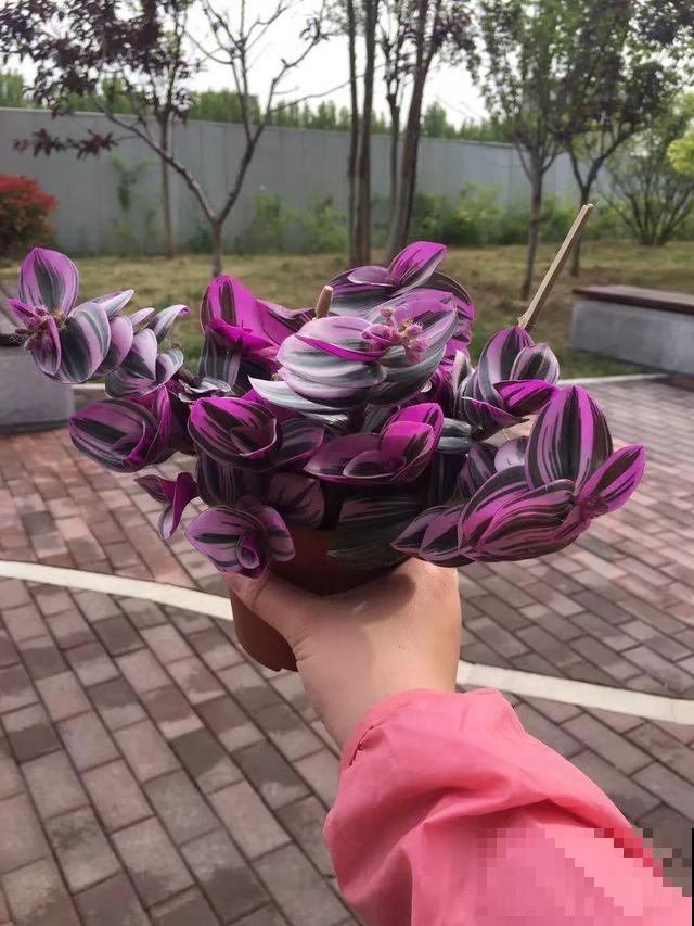 4种超耐阴的花，放客厅叶子红彤彤，有格调上档次！