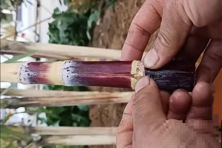 甘蔗棒子插土里，7天冒芽，来年窜到房顶高，吃不完！