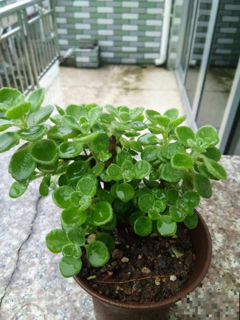 你现在还这么施肥？赶紧住手，否则一阳台的花都成空盆！