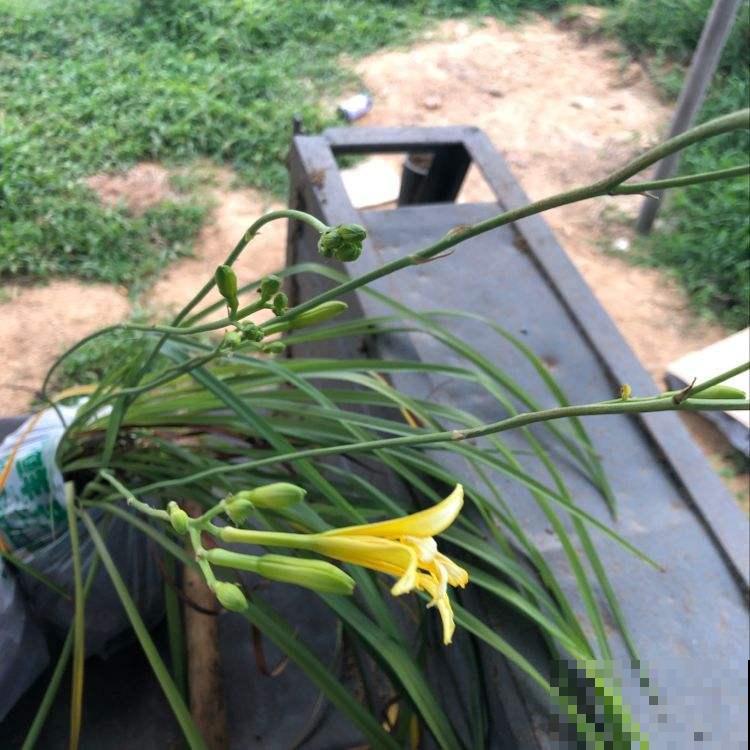 喜欢吃黄花菜吗，这时候种正合适，比市场买的好吃多了！
