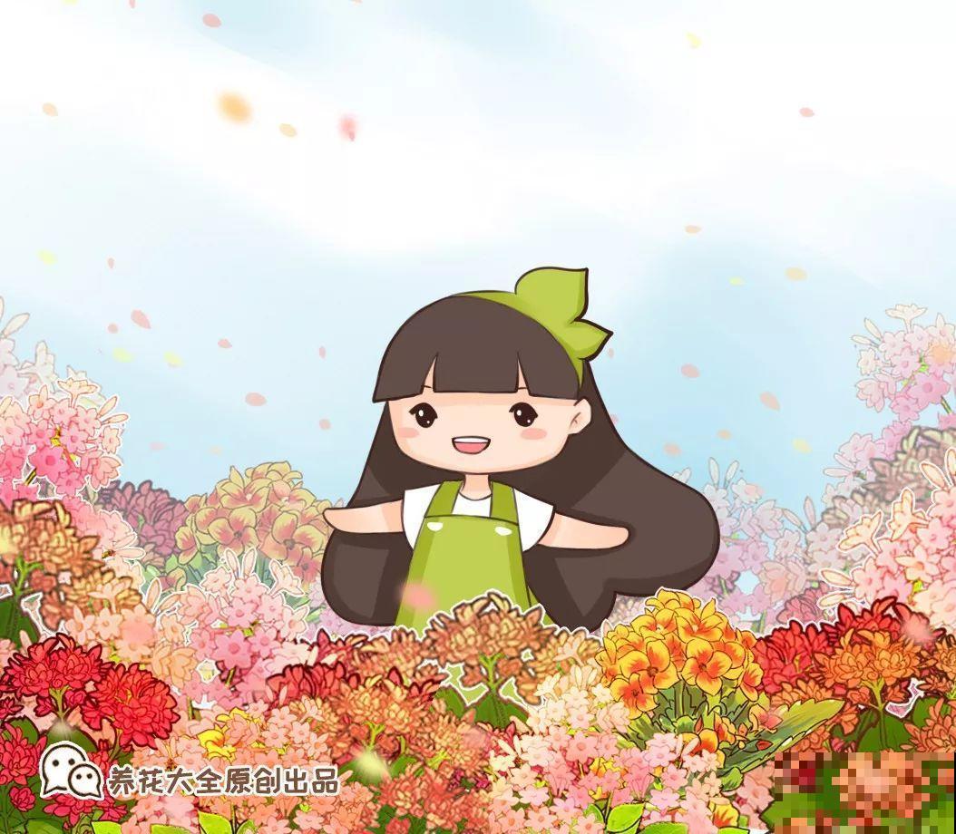 80个长寿花品种，全都美极了，只养1盆真的不够！