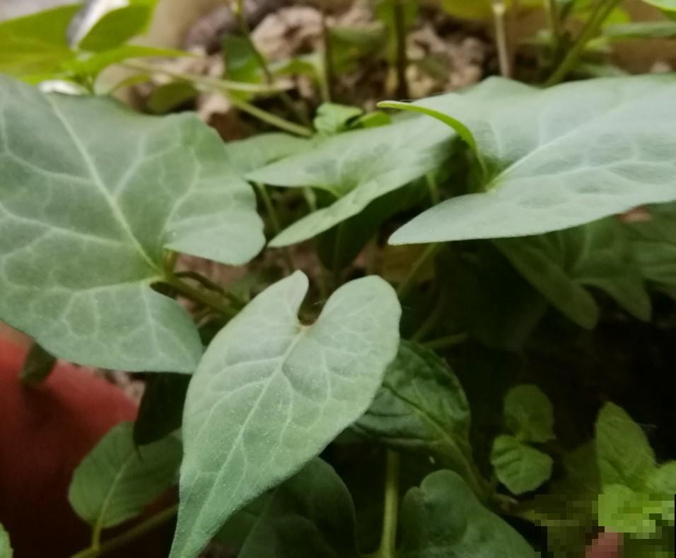 农村种了一院子，那时候不认的，现在却抢着吃！