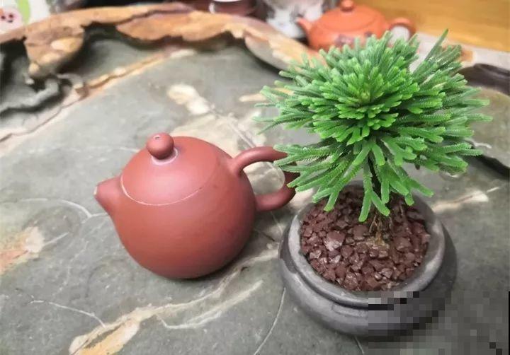 今年最时髦的11种花，摆在客厅有面子，谁见了都夸！