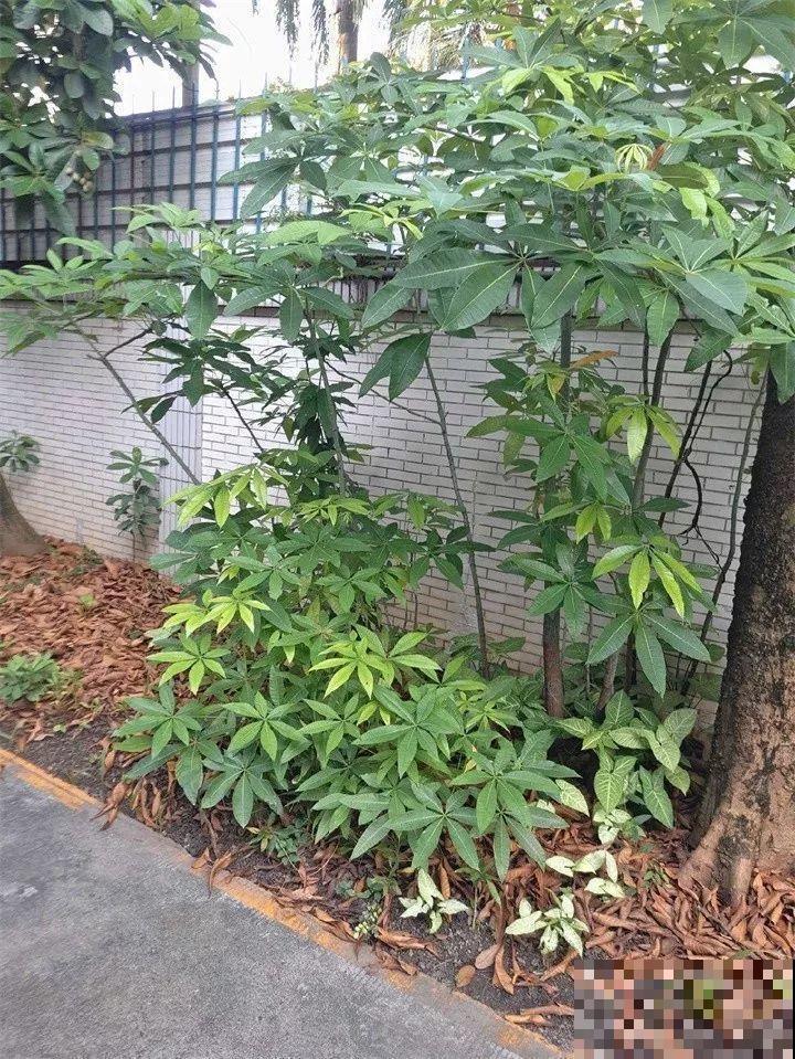 路上碰见这种子，捡回家栽起来，明年发财树不用买！