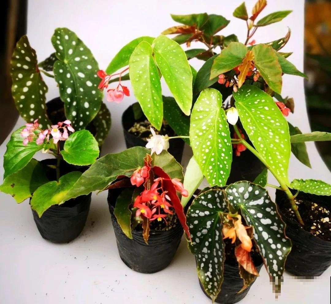 20种耐阴花，比绿萝好养，摆客厅名贵又有范儿！