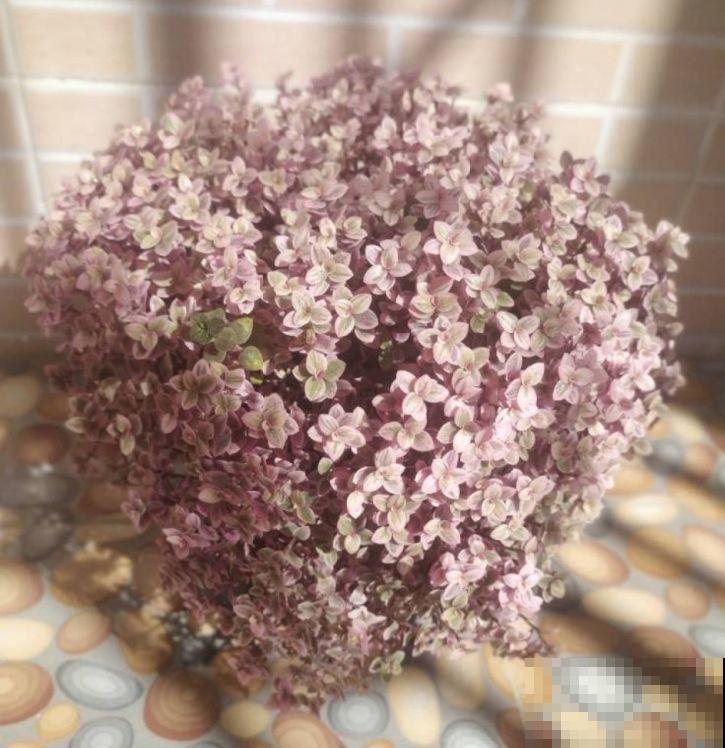 比绿萝好看的花，掐个枝3天就生根，越养越上瘾！