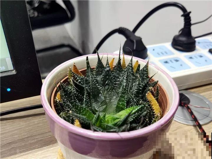 办公室里养花，10天就出事儿，真有这么难？
