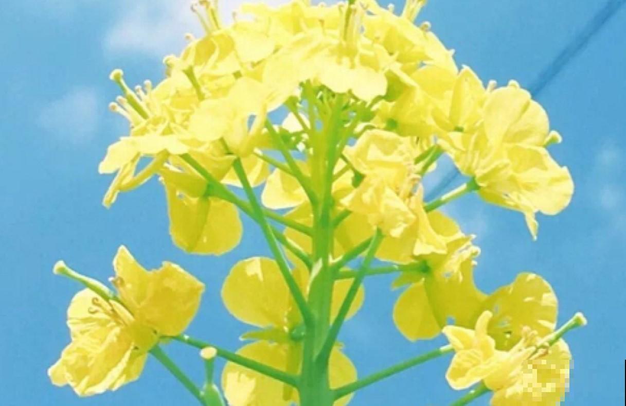 花最怕的是什么？养花最全小要点，以后养花都不怕！