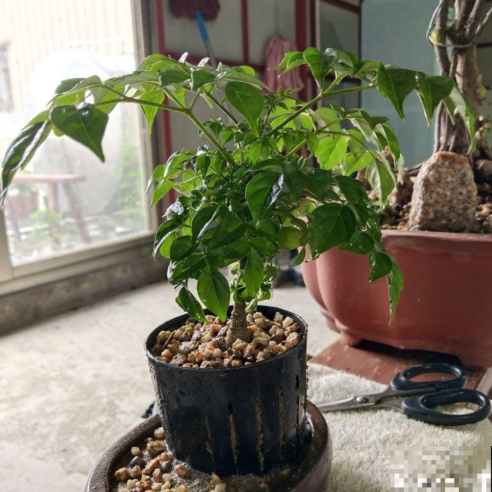 张大爷把花拽一拽，1个月长出人参根，邻居给钱都不卖！