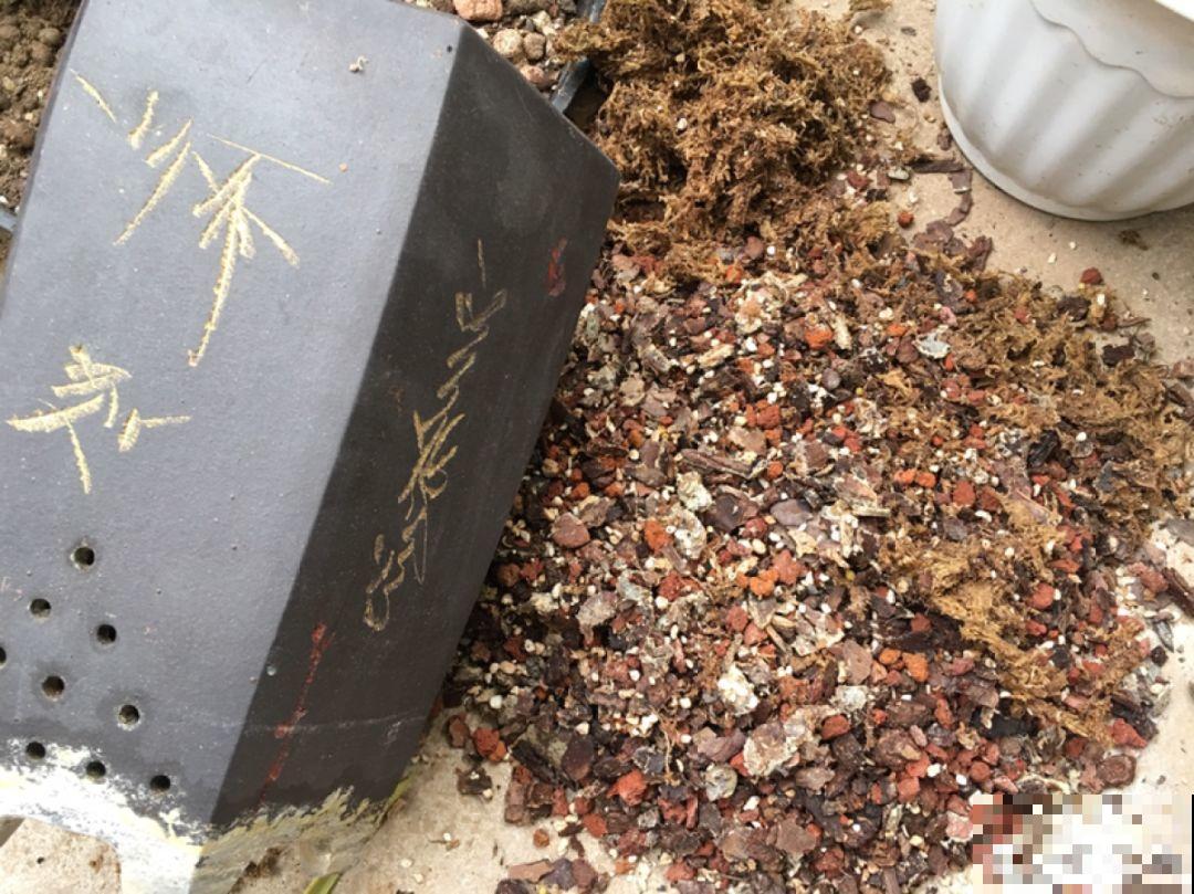 兰花再不省心也能治好，盆面堆个小土包，咋养都不死！