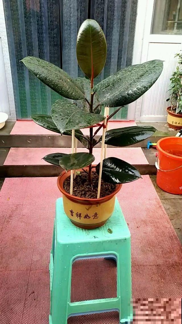 听名字就心动的植物，特别适合在南方养，长出来让别人刮目相看