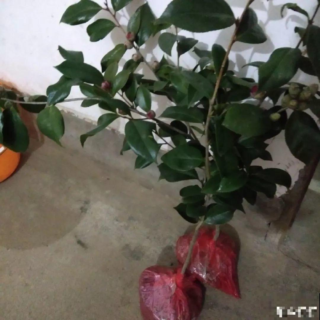 花市里猫腻多，碰见这10种花，再便宜也别买！