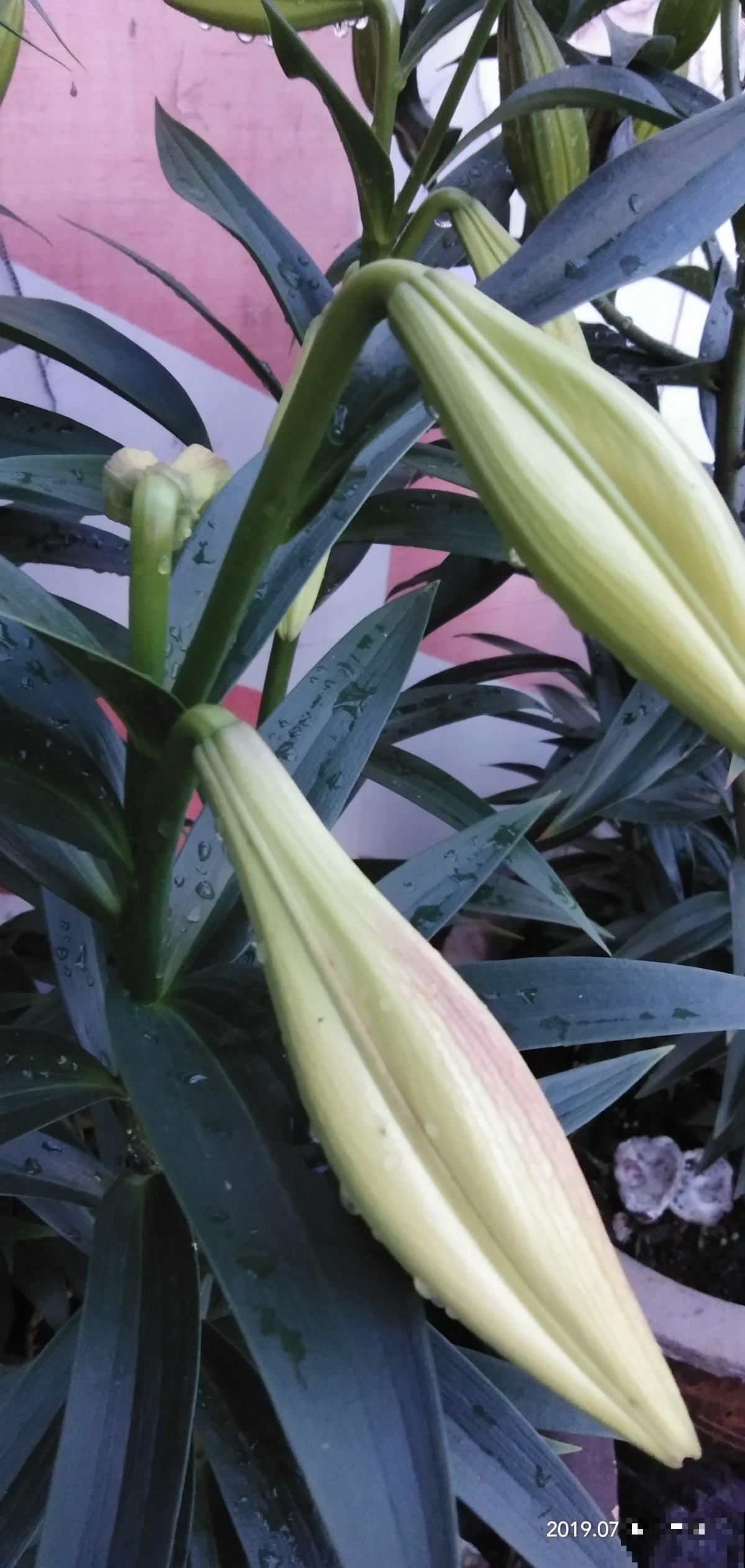 小李买了一盆“百合花”，谁知开花却离奇变种，这鬼伎俩不得不知
