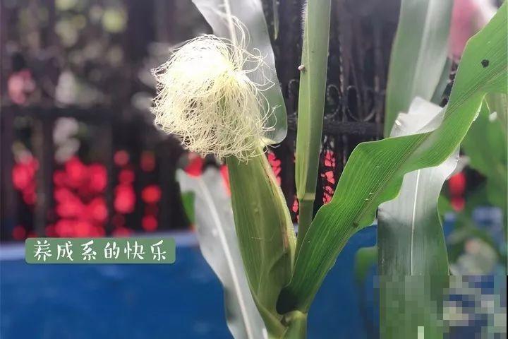 这花长得2米高，拎出来一看，结出30个小芋头！