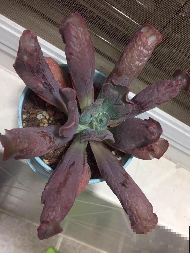 这6种多肉，刚买的时候丑的吓人，先别急着扔，越养越贵气！