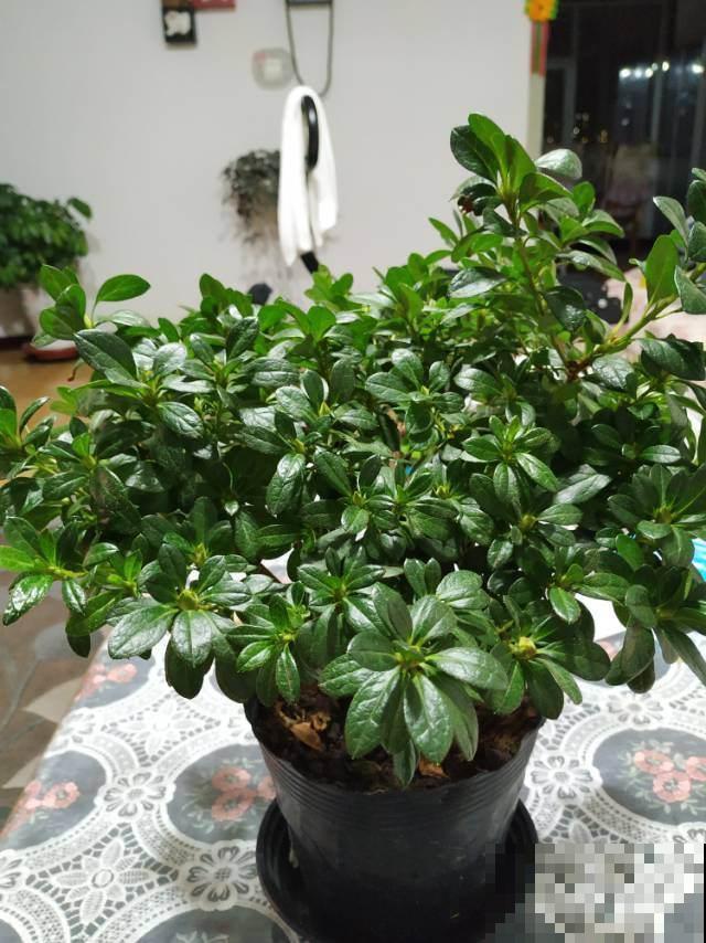 这花开起来真好看，花期还长，这样做不落叶！