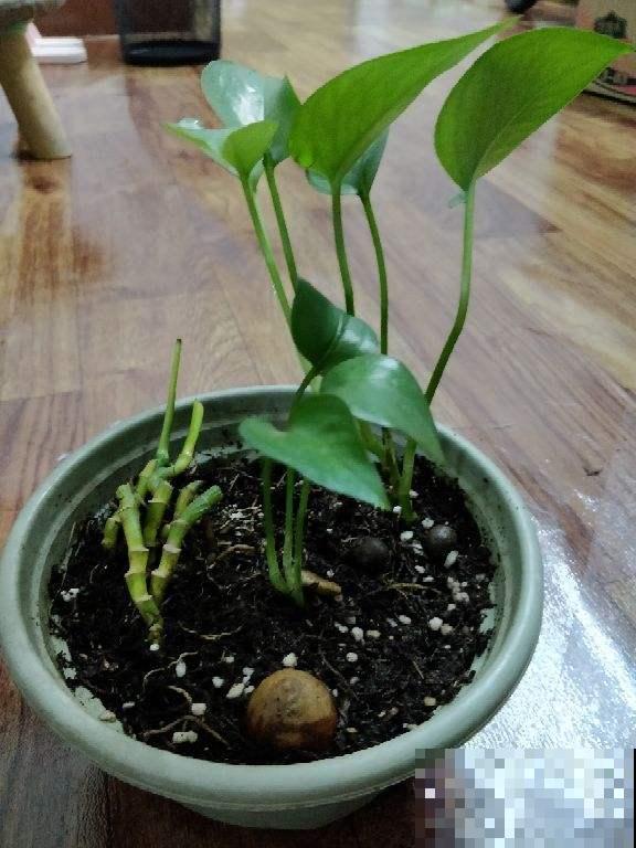 绿萝黄叶那么多原因，而这几个，你肯定都中过招！