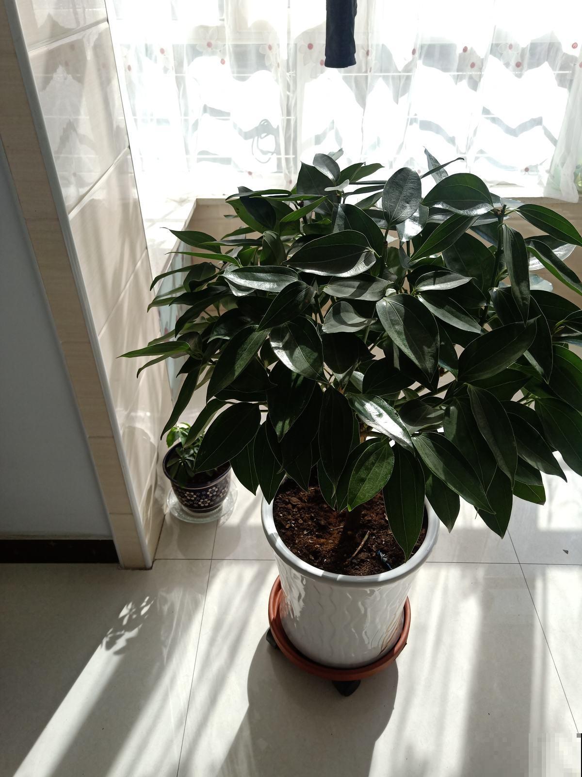 都秋天了，你还这么给花晒太阳？再不改变你家花全死翘翘！