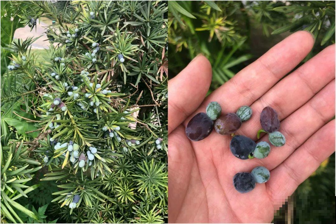 这2种盆景很值钱，不用买，一粒种子就能种出来！