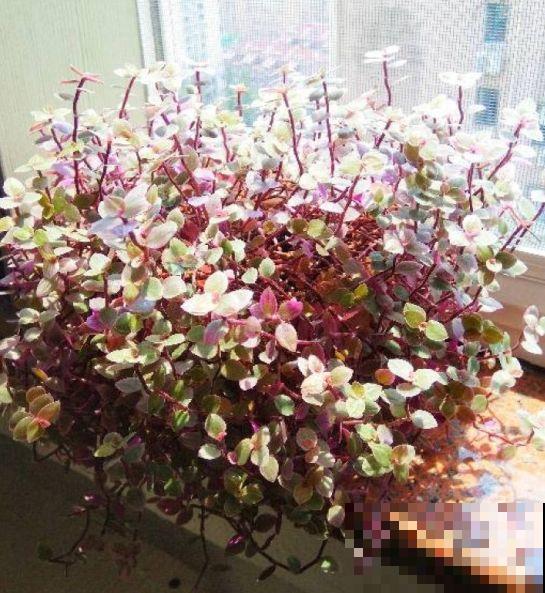 比绿萝好看的花，掐个枝3天就生根，越养越上瘾！
