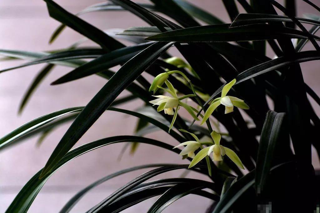 兰花最全养护要点，一年四季绿油油，开花还能香满屋！