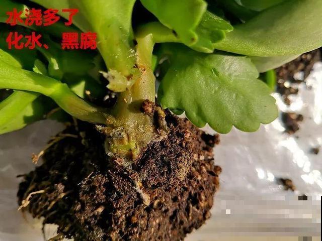 这3种花超耐旱，半个月不浇水，反而开花更多