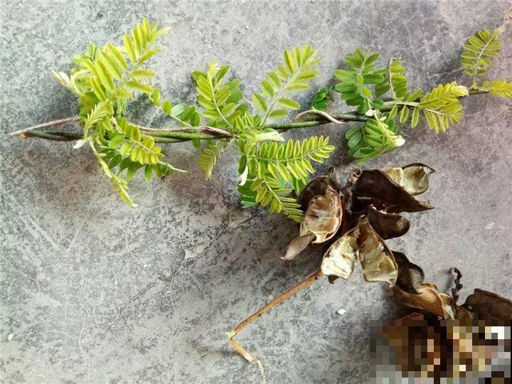 这15种花，别乱碰、别乱吃，家里能不养就不养！