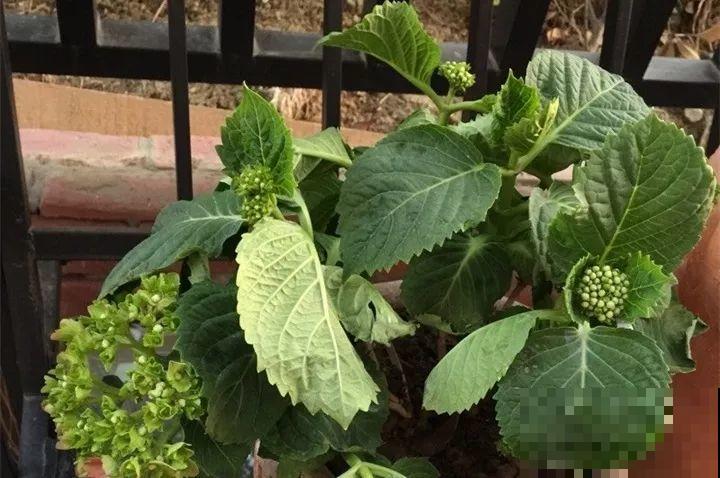 30种花冬天浇水技巧，根不烂，来年春天猛蹿新叶！