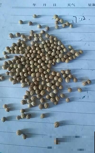 在家多种几种菜，拔出来煮火锅吃，美味又健康