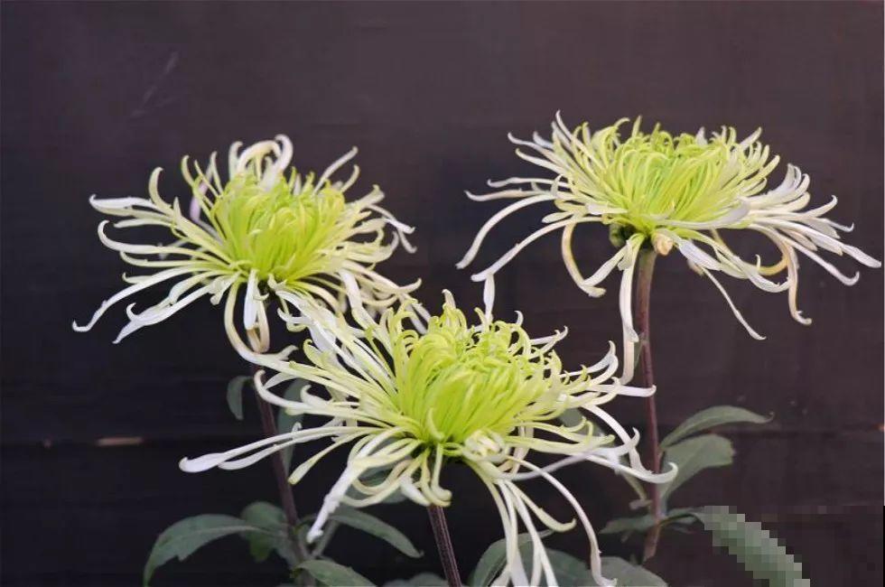 秋天最美、最耐寒的花，开花遍地金黄，看一眼就挪不动地！
