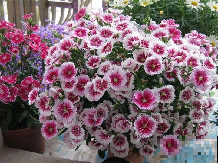 防盗窗养5盆花，开花多花期长，这小花园谁看了都羡慕！