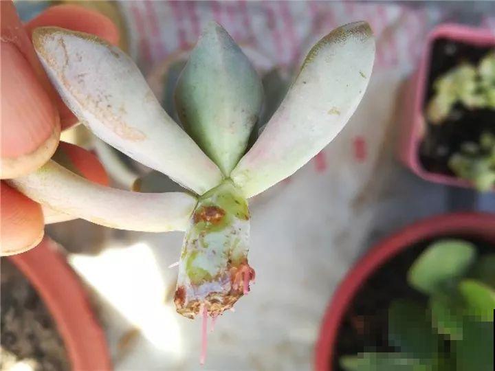 5种花不能长太高，越矮越值钱，一长高就得砍！