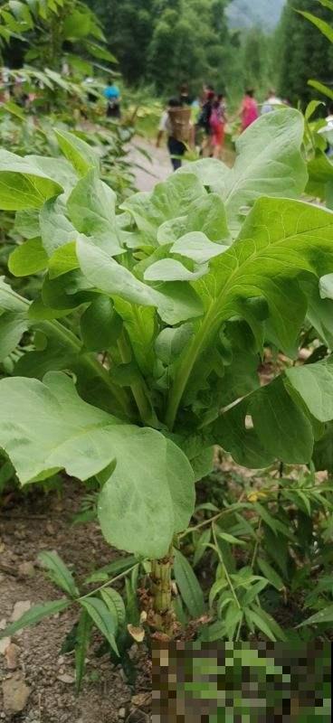 自家种出来的菠菜炒着吃，营养丰富味道好，都不用逛菜市场了
