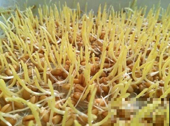 欧美有钱人流行喝草汁？原来是这东西做的，小花盆就能种一大堆！