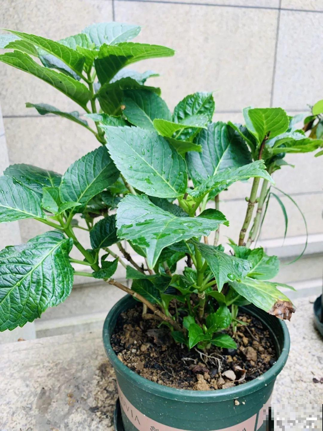 这6种花，先别往屋里搬，外面冻俩月，花开才更旺！