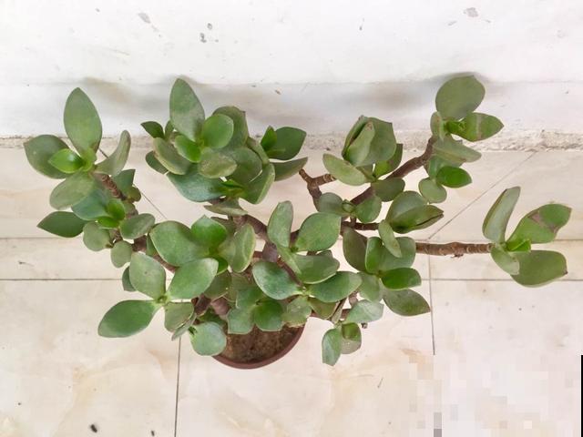 家里植物一年一次的换土，换下的土还有营养价值吗？花农这么处理