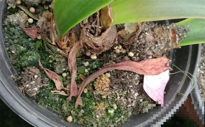 这花就爱窜小芽，摘下来蘸土就活，两个月又能长满一大盆！