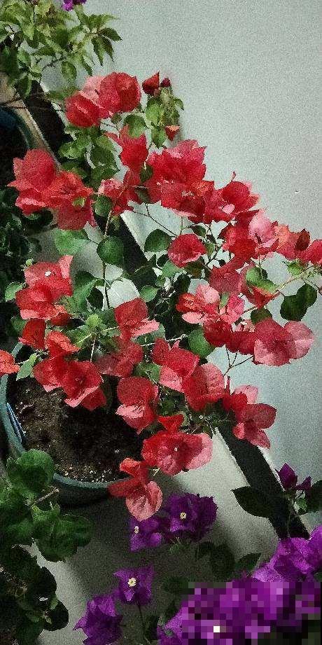 3种花适合在冬天养，天冷照样开花，养在室内太好看了