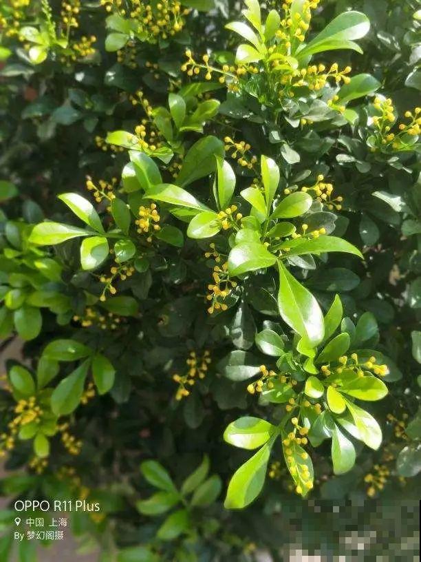 8种花，沾土就活，特有成就感，养一次就上瘾！