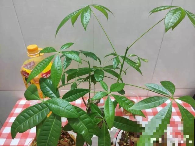8种花秋冬要穷养，水一多就烂根，再不救只剩空盆！